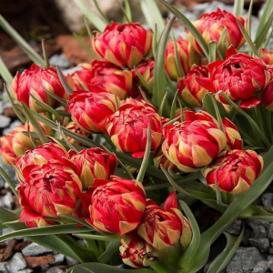 Тюльпан Ап Пинк купить по цене от 390р. в интернет-магазине «Посадика» с доставкой почтой в в Звенигороде и по всей России – [изображение №1].