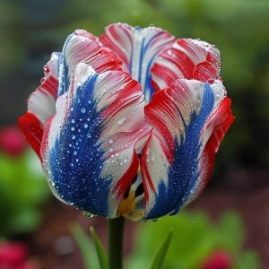 Тюльпан Ремс Сенсейшн купить по цене от 219р. в интернет-магазине «Посадика» с доставкой почтой в в Звенигороде и по всей России – [изображение №1].