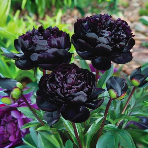 Пион Королевский Бархат купить по цене от 419р. в интернет-магазине «Посадика» с доставкой почтой в в Звенигороде и по всей России – [изображение №1].