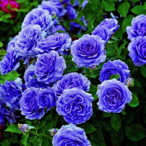 Роза Блю Мун купить по цене от 450р. в интернет-магазине «Посадика» с доставкой почтой в в Звенигороде и по всей России – [изображение №1].