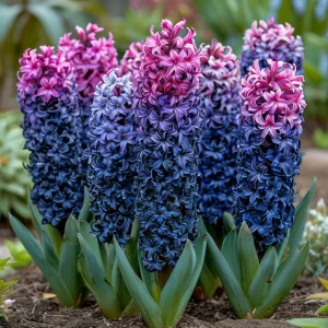 Гиацинт Блю Спринг купить по цене от 2099р. в интернет-магазине «Посадика» с доставкой почтой в в Звенигороде и по всей России – [изображение №1].