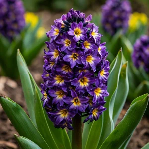 Гиацинт Вельвет Колор купить по цене от 2099р. в интернет-магазине «Посадика» с доставкой почтой в в Звенигороде и по всей России – [изображение №1].