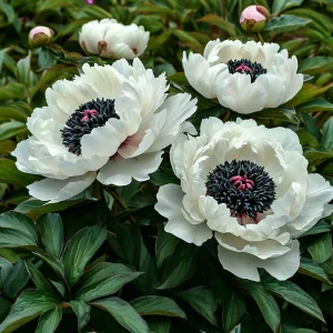 Пион Инк Эн купить по цене от 429р. в интернет-магазине «Посадика» с доставкой почтой в в Звенигороде и по всей России – [изображение №1].