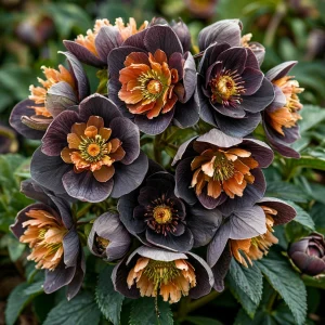 Морозник Блум Айс купить по цене от 499р. в интернет-магазине «Посадика» с доставкой почтой в в Звенигороде и по всей России – [изображение №1].