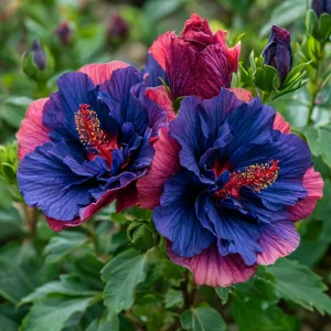 Гибискус Роуз Шайн купить по цене от 360р. в интернет-магазине «Посадика» с доставкой почтой в в Звенигороде и по всей России – [изображение №1].