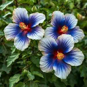 Гибискус Илюжн Вилью купить по цене от 259р. в интернет-магазине «Посадика» с доставкой почтой в в Звенигороде и по всей России – [изображение №1].