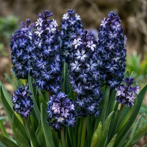 Гиацинт Блум Клауд купить по цене от 2099р. в интернет-магазине «Посадика» с доставкой почтой в в Звенигороде и по всей России – [изображение №1].