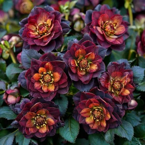 Морозник Сноу Дроп купить по цене от 348р. в интернет-магазине «Посадика» с доставкой почтой в в Звенигороде и по всей России – [изображение №1].