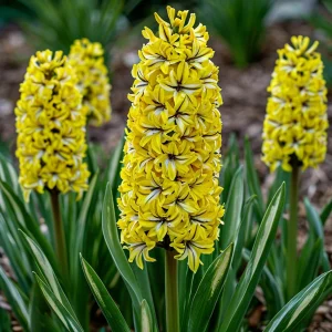 Гиацинт Сансет Голд купить по цене от 2099р. в интернет-магазине «Посадика» с доставкой почтой в в Звенигороде и по всей России – [изображение №1].