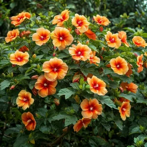 Гибискус Кристал Рэй купить по цене от 458р. в интернет-магазине «Посадика» с доставкой почтой в в Звенигороде и по всей России – [изображение №1].