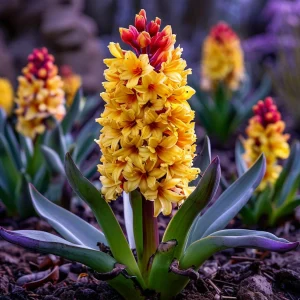 Гиацинт Миднайт Мистери купить по цене от 2099р. в интернет-магазине «Посадика» с доставкой почтой в в Звенигороде и по всей России – [изображение №1].