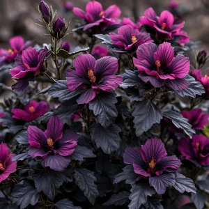 Гибискус Корал Чарм купить по цене от 271р. в интернет-магазине «Посадика» с доставкой почтой в в Звенигороде и по всей России – [изображение №1].