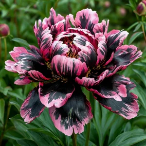 Пион Дроп Руби купить по цене от 469р. в интернет-магазине «Посадика» с доставкой почтой в в Звенигороде и по всей России – [изображение №1].