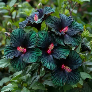 Гибискус Пикок Плюм купить по цене от 490р. в интернет-магазине «Посадика» с доставкой почтой в в Звенигороде и по всей России – [изображение №1].