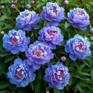 Пион Голубой лотос купить по цене от 590р. в интернет-магазине «Посадика» с доставкой почтой в в Звенигороде и по всей России – [изображение №1].