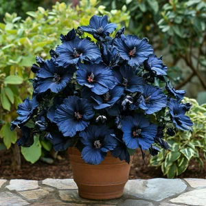 Гибискус Селестиал Флейм купить по цене от 326р. в интернет-магазине «Посадика» с доставкой почтой в в Звенигороде и по всей России – [изображение №1].