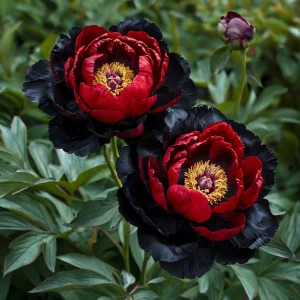 Пион Эбеновый Рубин купить по цене от 419р. в интернет-магазине «Посадика» с доставкой почтой в в Звенигороде и по всей России – [изображение №1].