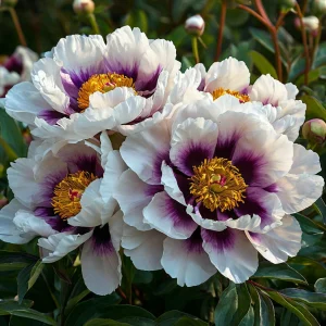 Пион Эко Саммер купить по цене от 548р. в интернет-магазине «Посадика» с доставкой почтой в в Звенигороде и по всей России – [изображение №1].