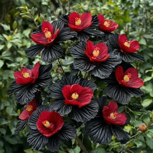 Гибискус Ройял Афеа купить по цене от 460р. в интернет-магазине «Посадика» с доставкой почтой в в Звенигороде и по всей России – [изображение №1].