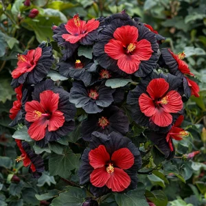 Гибискус Шиммеринг купить по цене от 720р. в интернет-магазине «Посадика» с доставкой почтой в в Звенигороде и по всей России – [изображение №1].