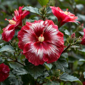 Гибискус Пурпл Мистик купить по цене от 360р. в интернет-магазине «Посадика» с доставкой почтой в в Звенигороде и по всей России – [изображение №1].