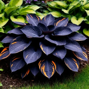 Хоста Умбра купить по цене от 349р. в интернет-магазине «Посадика» с доставкой почтой в в Звенигороде и по всей России – [изображение №1].