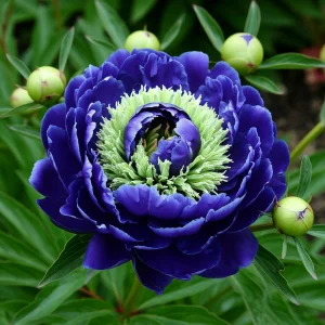 Пион Дримвивер купить по цене от 417р. в интернет-магазине «Посадика» с доставкой почтой в в Звенигороде и по всей России – [изображение №1].