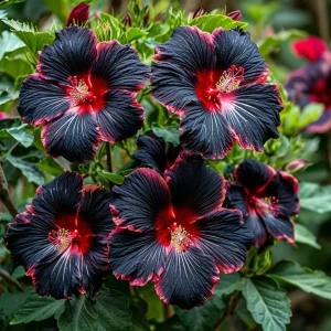 Гибискус садовый Файер Дэнсер купить по цене от 450р. в интернет-магазине «Посадика» с доставкой почтой в в Звенигороде и по всей России – [изображение №1].