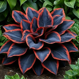 Хоста Солнечный Агат купить по цене от 440р. в интернет-магазине «Посадика» с доставкой почтой в в Звенигороде и по всей России – [изображение №1].