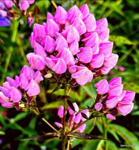 Флокс Бутоник купить по цене от 461р. в интернет-магазине «Посадика» с доставкой почтой в в Звенигороде и по всей России – [изображение №1].