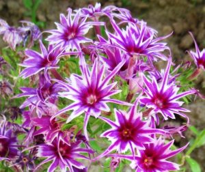 Флокс Звездное Кружево купить по цене от 361р. в интернет-магазине «Посадика» с доставкой почтой в в Звенигороде и по всей России – [изображение №1].