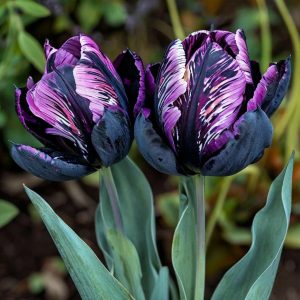 Тюльпан Блэк Каньон купить по цене от 305р. в интернет-магазине «Посадика» с доставкой почтой в в Звенигороде и по всей России – [изображение №1].