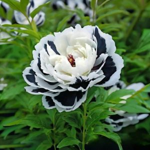 Пион Монохромный Шик купить по цене от 429р. в интернет-магазине «Посадика» с доставкой почтой в в Звенигороде и по всей России – [изображение №1].