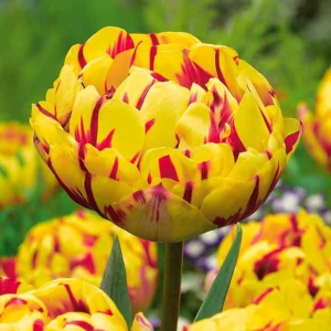 Тюльпан махровый Голден Ницц купить по цене от 361р. в интернет-магазине «Посадика» с доставкой почтой в в Звенигороде и по всей России – [изображение №1].