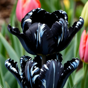 Тюльпан Шелк Нуар купить по цене от 219р. в интернет-магазине «Посадика» с доставкой почтой в в Звенигороде и по всей России – [изображение №1].