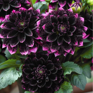 Георгин Лаванда Лейс купить по цене от 679р. в интернет-магазине «Посадика» с доставкой почтой в в Звенигороде и по всей России – [изображение №1].