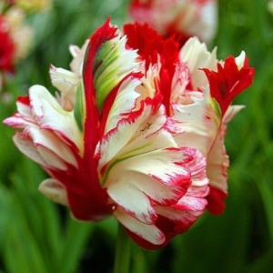 Тюльпан Эстелла Рижнвельд купить по цене от 500р. в интернет-магазине «Посадика» с доставкой почтой в в Звенигороде и по всей России – [изображение №1].