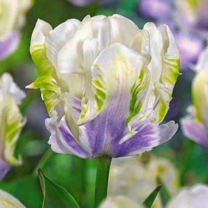 Тюльпан Уайт Лизарт купить по цене от 360р. в интернет-магазине «Посадика» с доставкой почтой в в Звенигороде и по всей России – [изображение №1].