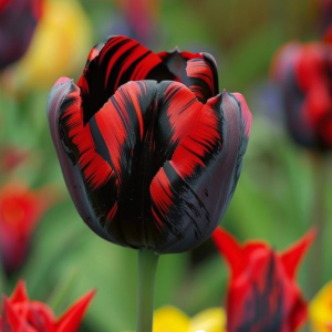 Тюльпан Блэк Перрот купить по цене от 351р. в интернет-магазине «Посадика» с доставкой почтой в в Звенигороде и по всей России – [изображение №1].