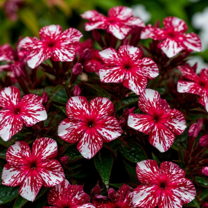 Флокс Ливер Гриммер купить по цене от 590р. в интернет-магазине «Посадика» с доставкой почтой в в Звенигороде и по всей России – [изображение №1].