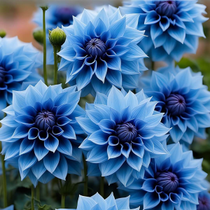 Георгин Вижапе купить по цене от 699р. в интернет-магазине «Посадика» с доставкой почтой в в Звенигороде и по всей России – [изображение №1].