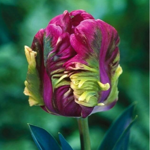 Тюльпан Экзотик Хэвен купить по цене от 186р. в интернет-магазине «Посадика» с доставкой почтой в в Звенигороде и по всей России – [изображение №1].