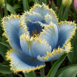 Тюльпан Махровый Амплуа купить по цене от 199р. в интернет-магазине «Посадика» с доставкой почтой в в Звенигороде и по всей России – [изображение №1].