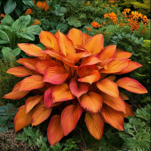 Хоста Солнечный Нектар купить по цене от 605р. в интернет-магазине «Посадика» с доставкой почтой в в Звенигороде и по всей России – [изображение №1].