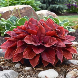 Хоста Рэд Эйнджл купить по цене от 549р. в интернет-магазине «Посадика» с доставкой почтой в в Звенигороде и по всей России – [изображение №1].