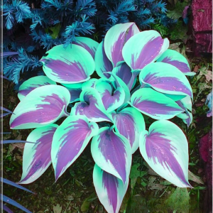 Хоста Висперин Бьюти купить по цене от 379р. в интернет-магазине «Посадика» с доставкой почтой в в Звенигороде и по всей России – [изображение №1].