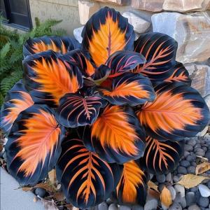 Хоста Сикрет Форест купить по цене от 601р. в интернет-магазине «Посадика» с доставкой почтой в в Звенигороде и по всей России – [изображение №1].