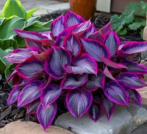 Хоста Сикрет Гарденс купить по цене от 549р. в интернет-магазине «Посадика» с доставкой почтой в в Звенигороде и по всей России – [изображение №1].