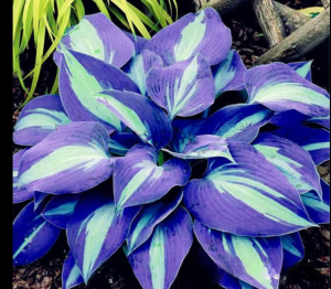 Хоста Аурелия купить по цене от 450р. в интернет-магазине «Посадика» с доставкой почтой в в Звенигороде и по всей России – [изображение №1].