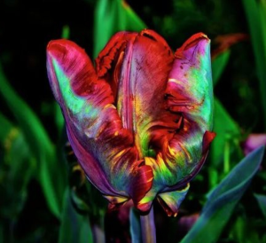 Тюльпан Эирпрайз купить по цене от 270р. в интернет-магазине «Посадика» с доставкой почтой в в Звенигороде и по всей России – [изображение №1].